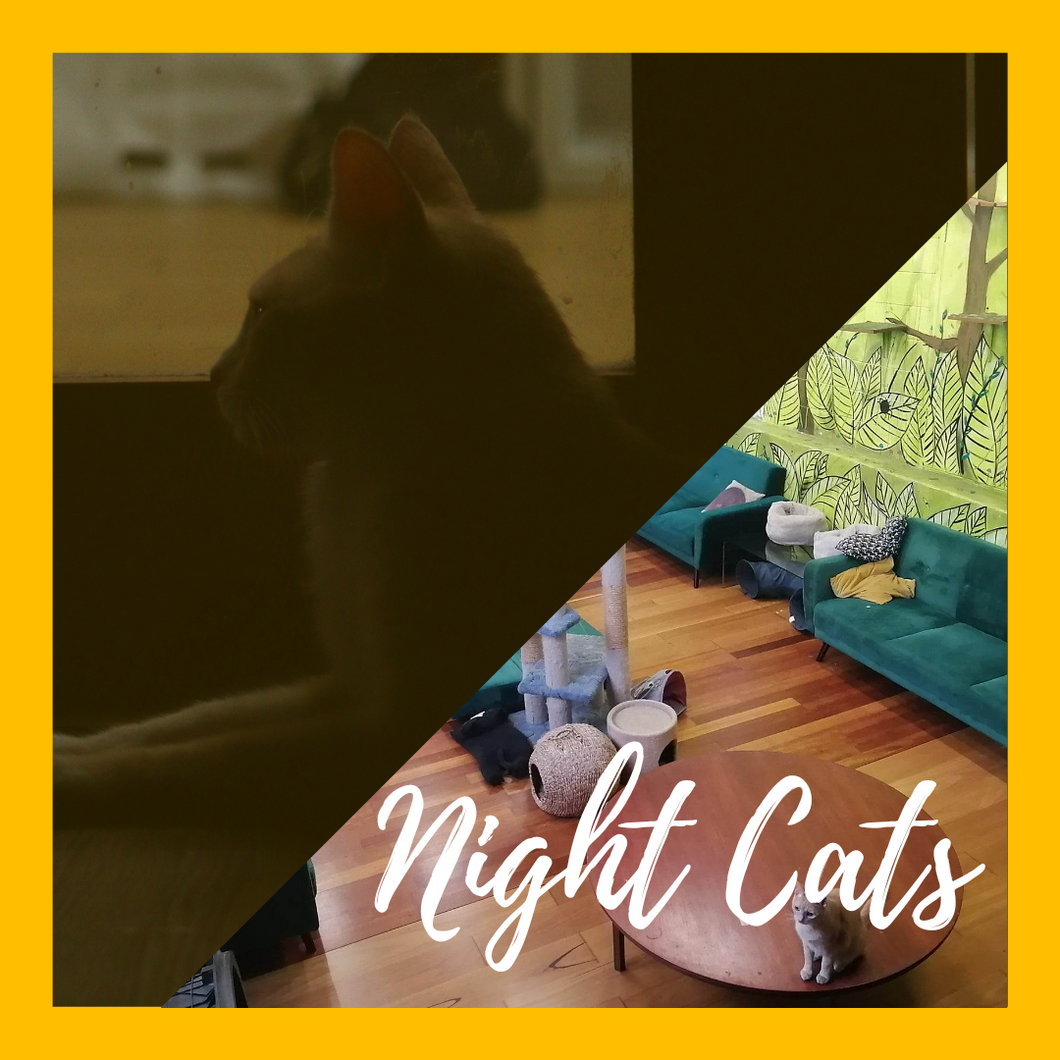 (18+) Board Games and Night Cats