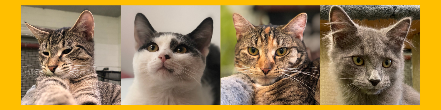 Cat Experiences