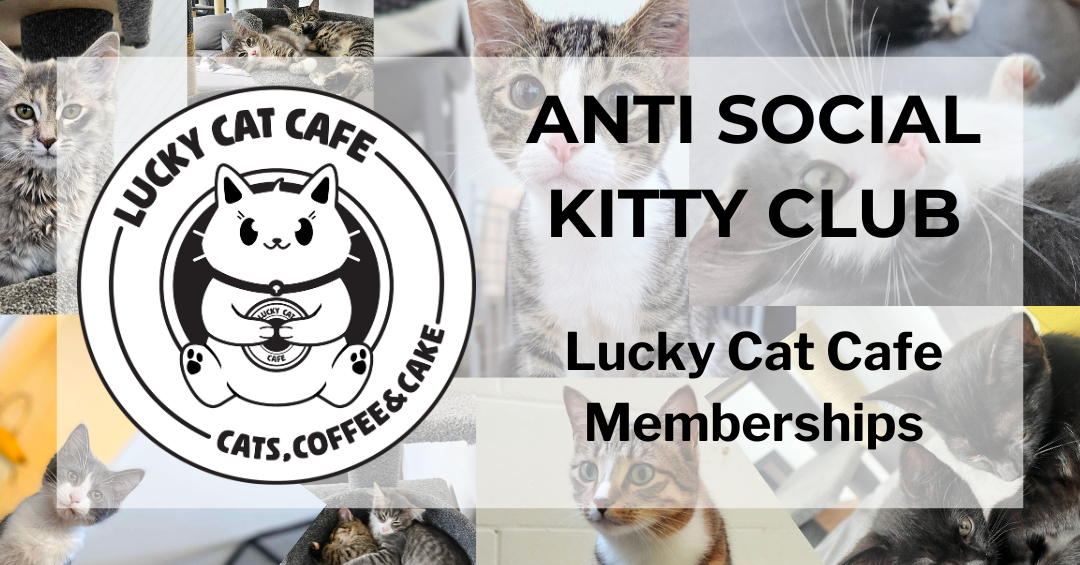 Anti Social Kitty Club